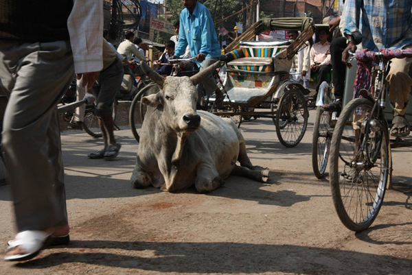 Heilige koe in drukke straat Varanasi India
