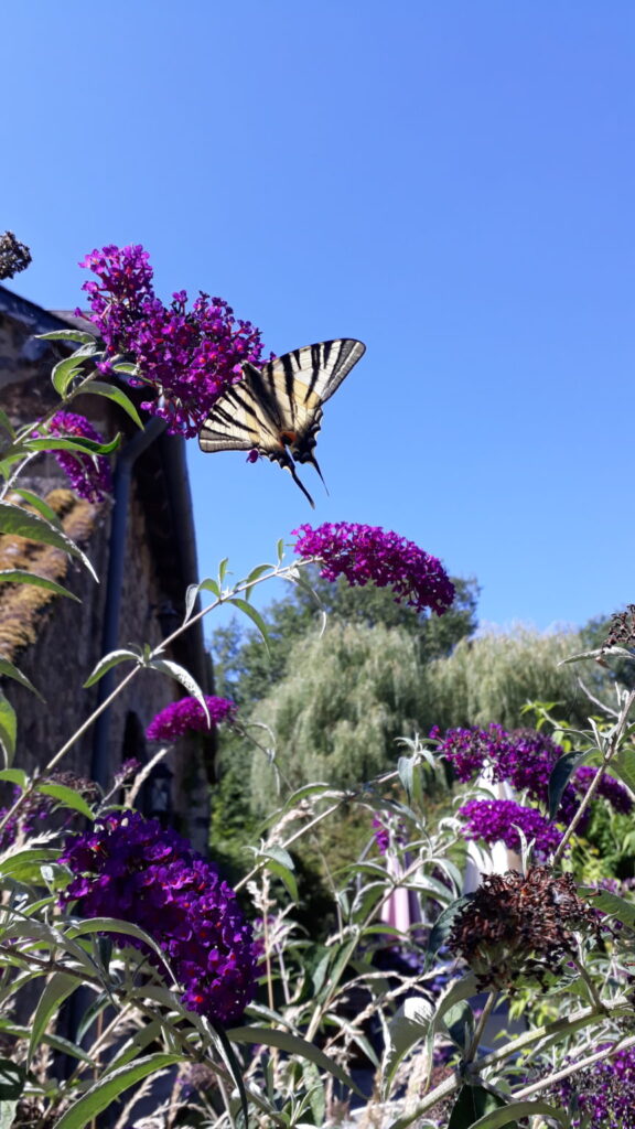 Tuin La Villonniere koningspage vlinder
