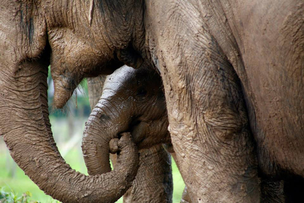 moeder en baby olifant