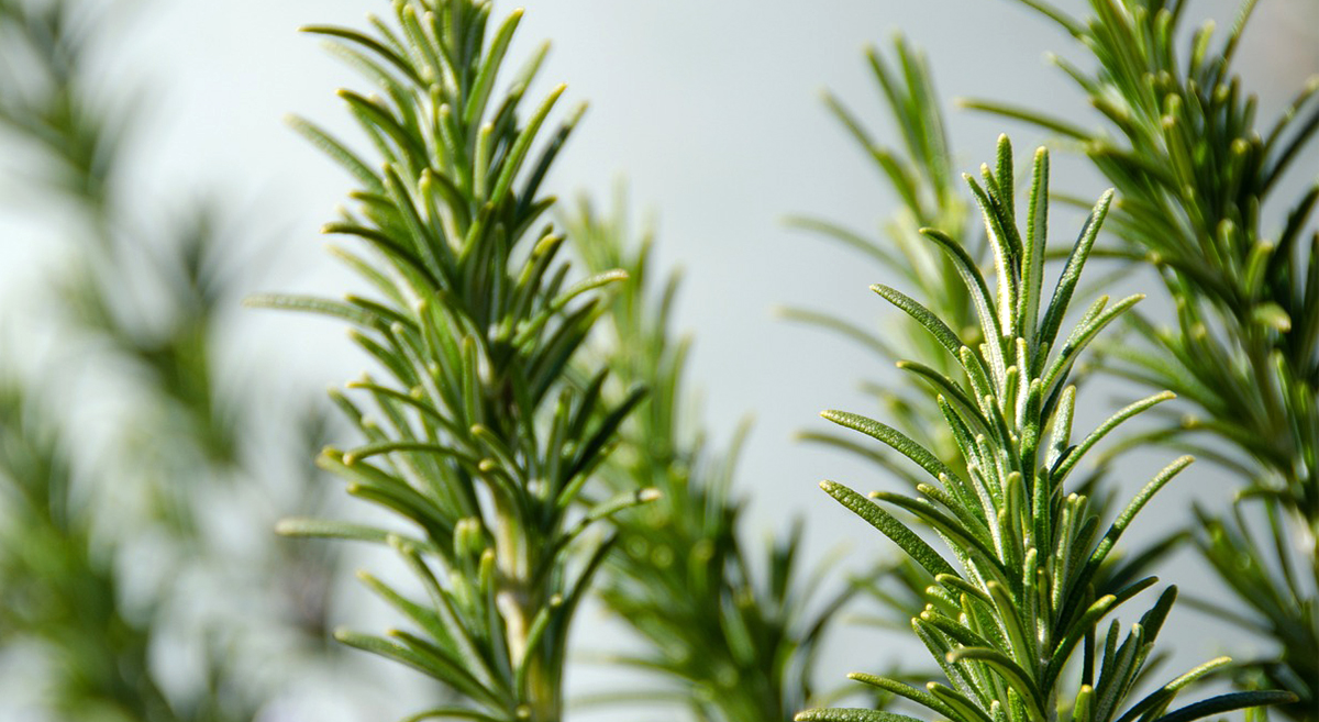 Making rosemary tincture and what to use it for FlowSpirit