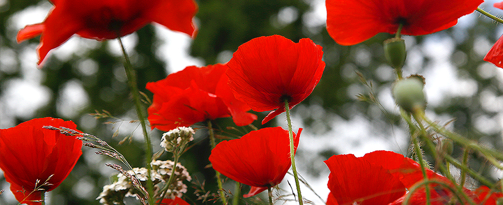 Poppy field as supportive photo for Reiki as complementary care and alternative therapy for euthanasia.