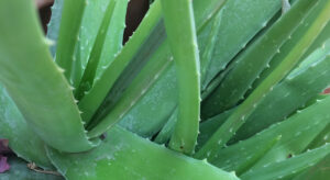 Aloe vera plant to make your own oil