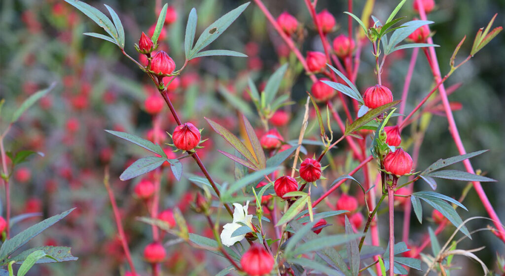 HIbiscus plant for making tea