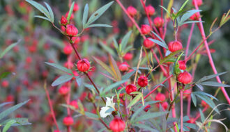 HIbiscus plant for making tea