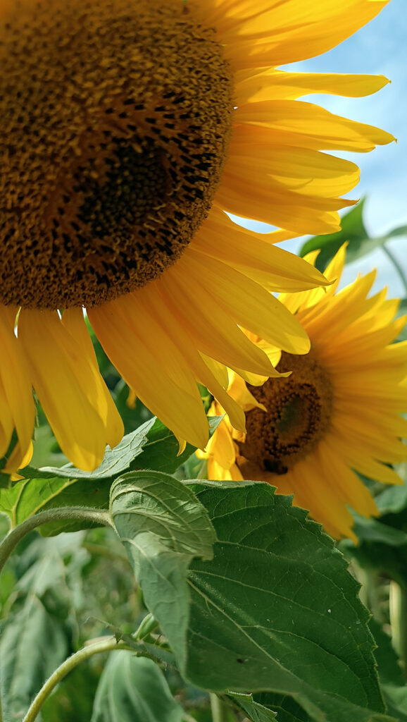 Zonnebloemen als illustratie bij massage en reiki behandelingen Drenthe