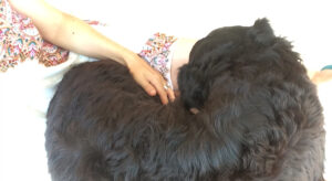 Reiki treatment pet