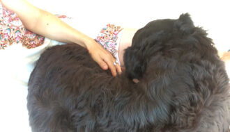 Reiki treatment pet