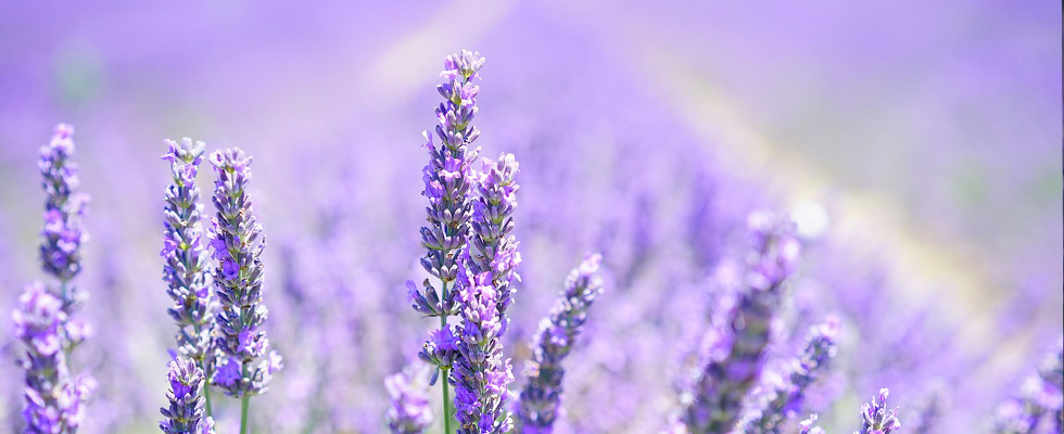 Reiki & Coaching program Lavender