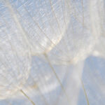 Flower - online energy session, Reiki & intuitive reading