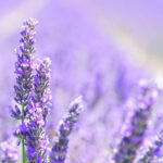 Lavender - inner peace and confidence program