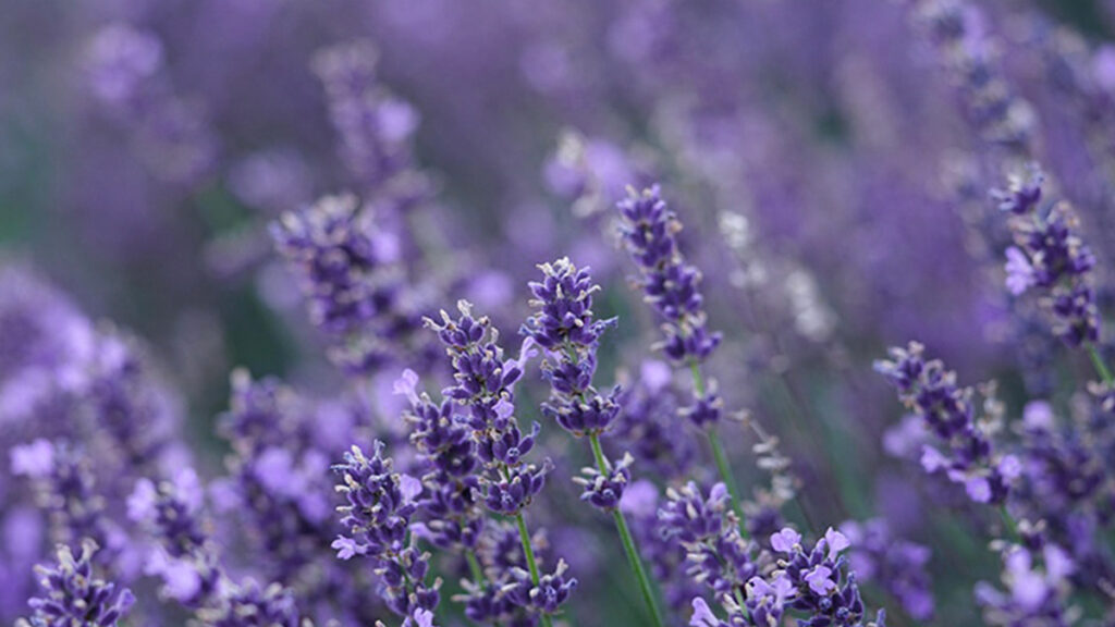 Lavendel veld om te oogsten en drogen en geurzakjes van maken