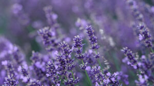 Lavendel veld om te oogsten en drogen en geurzakjes van maken