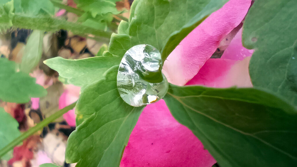 Druppel op een groen blaadje met een roze bloemblaadje op de achtergrond